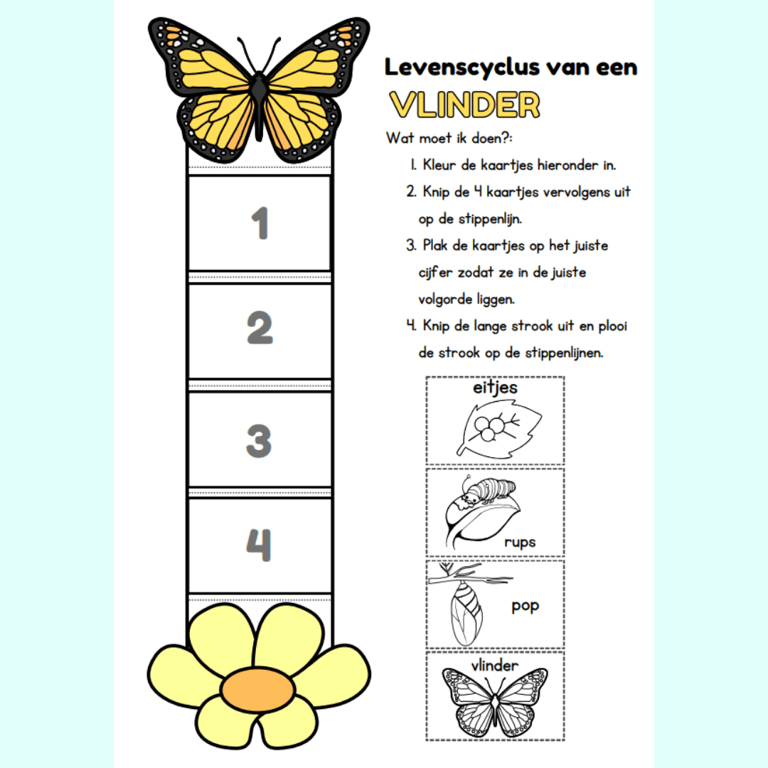 Levenscyclus - vlinder