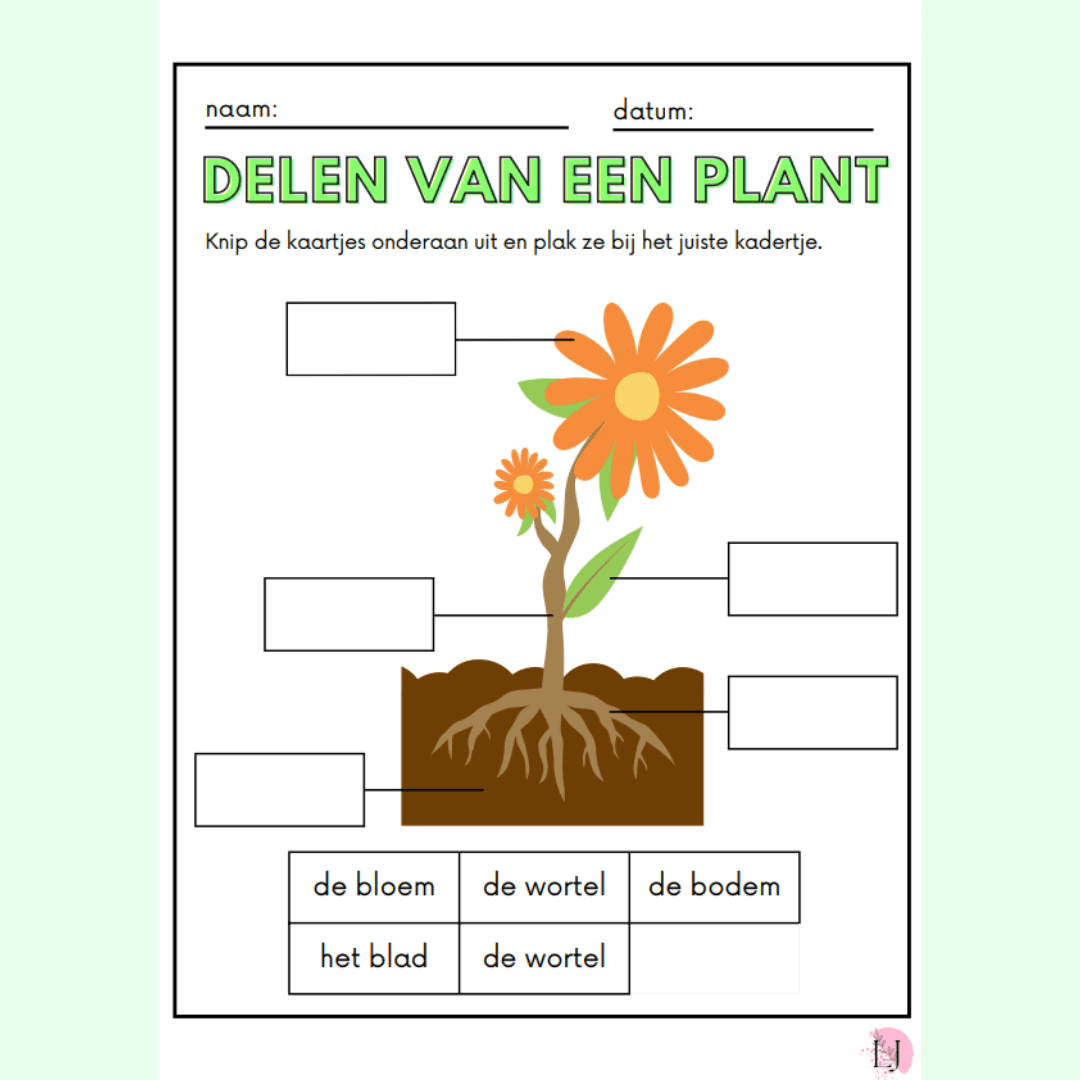 Delen van een plant 